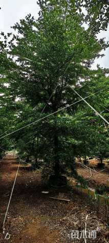 13公分小叶榄仁