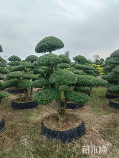 高度160厘米小叶女贞