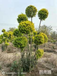 8公分造型亮晶女贞