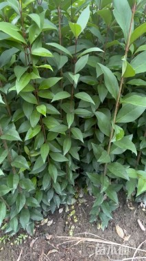 0.6公分大叶女贞