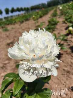 高度60厘米芍药