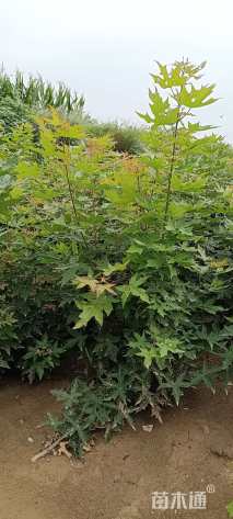 高度80厘米五角枫小苗
