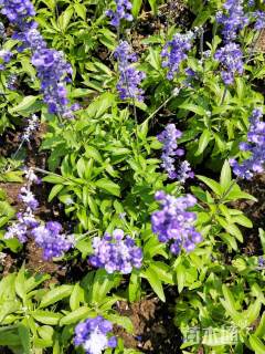 高度20厘米蓝霸鼠尾草