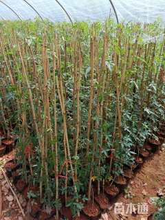 高度100厘米五爪金龙