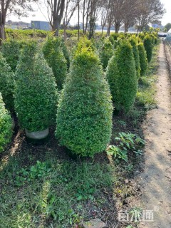 100公分造型亮晶女贞