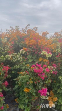 高度160厘米三角梅