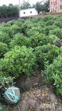 冠幅150厘米海桐球