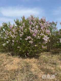 高度130厘米丛生紫丁香