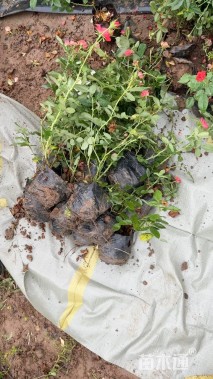 高度40厘米月季