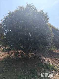 高度400厘米丛生桂花