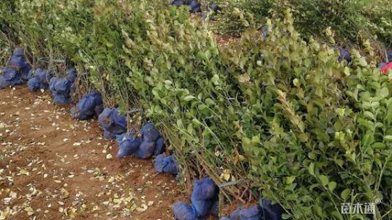 高度15厘米卫矛