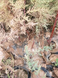 高度120厘米柽柳