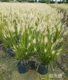 高度40厘米小兔子狼尾草