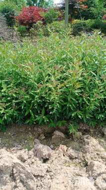 高度20厘米绣线菊