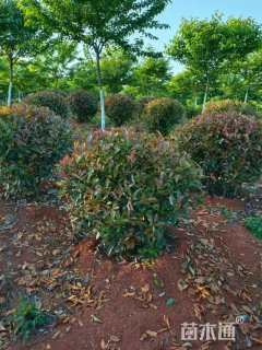 冠幅80厘米红叶石楠球