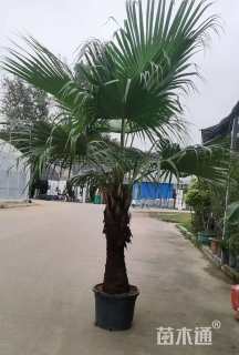 裸干高80厘米蒲葵