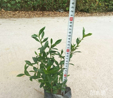 高度10厘米小叶栀子