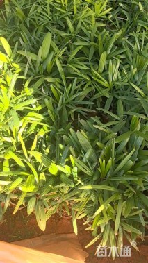 裸干高15厘米蒲葵