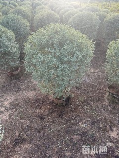 高度80厘米女贞