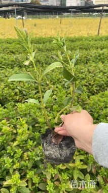 高度30厘米欧洲荚蒾