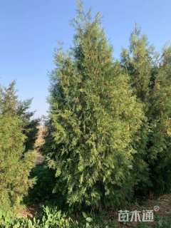 高度300厘米侧柏