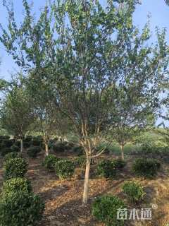 高度450厘米红花紫薇