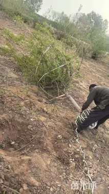 高度300厘米蜡梅