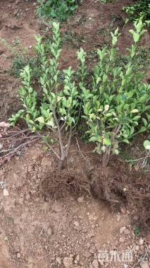 高度50厘米金叶女贞