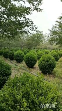 冠幅80厘米瓜子黄杨球