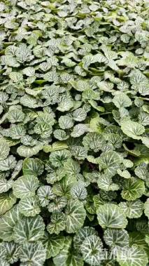 高度10厘米虎耳草