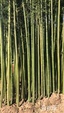 高度100厘米玉竹