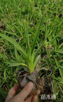 高度20厘米金娃娃萱草