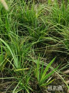 高度60厘米金红羽狼尾草