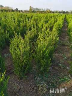 高度120厘米蜀桧