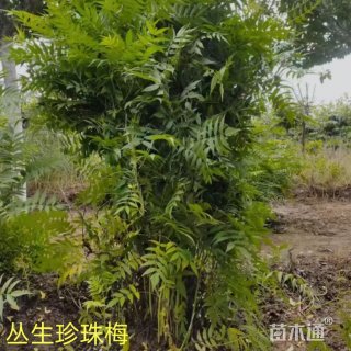 高度120厘米丛生珍珠梅
