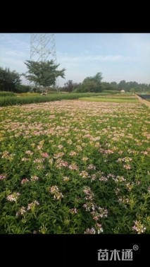 高度15厘米醉蝶花