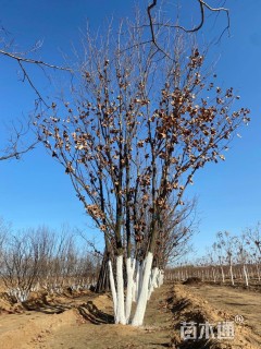 高度900厘米丛生蒙古栎