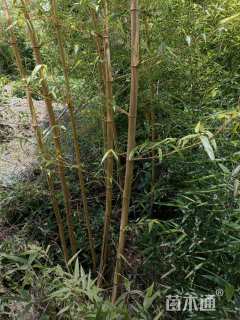 地栽苗黄秆乌哺鸡竹