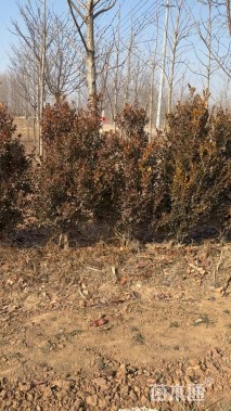 高度140厘米黄杨