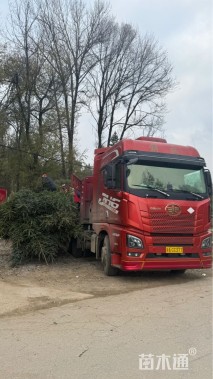 高度2厘米青海云杉