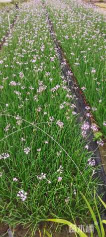 高度25厘米紫娇花