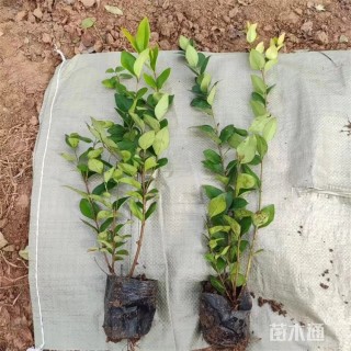 高度38厘米金森女贞小苗