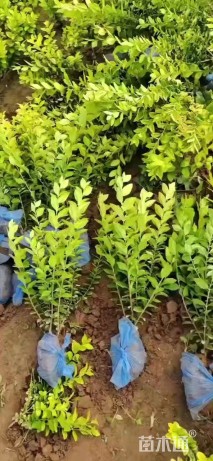 高度60厘米大叶黄杨