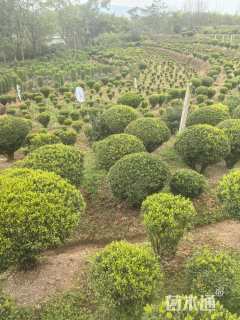 冠幅80厘米雀舌黄杨球