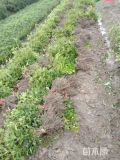 高度35厘米四季桂小苗