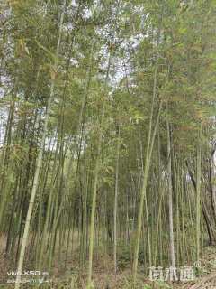 地栽苗雷竹