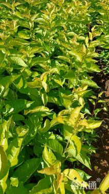 高度80厘米樱桃小苗