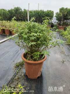 容器苗观音竹