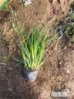 高度15厘米崂峪苔草