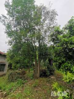 15公分大叶女贞